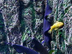 -上海海洋水族馆