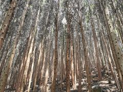-山王坪喀斯特国家生态公园