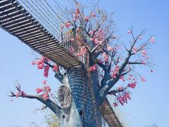 -天适樱花悠乐园