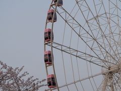 -顾村公园