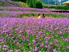 -重庆彩云湖湿地公园