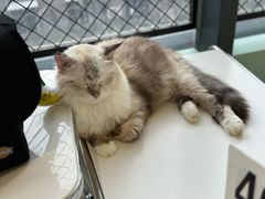-怪兽屋·羊驼·猫咖·狗咖(俊华广场店)