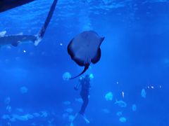 -烟台海昌鲸鲨海洋公园