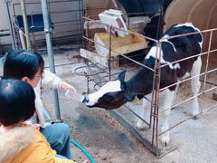 -神户市立六甲山牧场