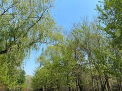 -长白岛森林公园