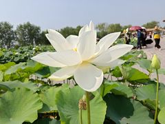 -白洋淀景区