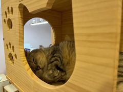 -猫咪派对(江南西店)