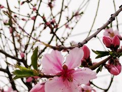 -桃花堤公园