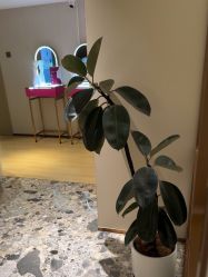-北京漾格医疗美容医院