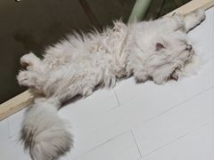 -佳雯宠物医院·皮肤科·内外科(春晓路分院)