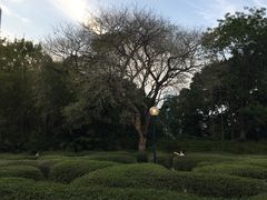 -九龙公园