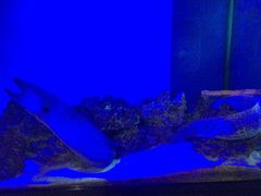 -御唐府海珊瑚主题餐厅