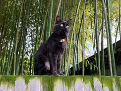 -罔极寺