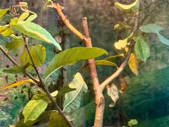 -上海大自然野生昆虫馆(东方明珠·爬宠昆虫探索中心)