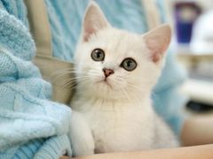 -lincat·猫舍(广州店)