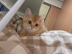 -飞行喵MR PILOT|猫舍·猫咖(静安大融城店)