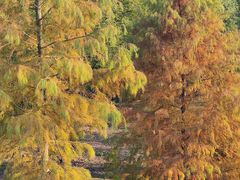 -上海海湾国家森林公园