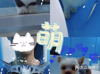 商铺:「NPC·壹万家宠物俱乐部」 地点:浙江省杭州