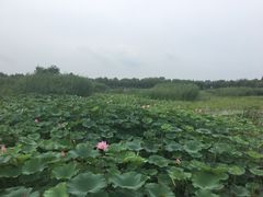 -白洋淀景区