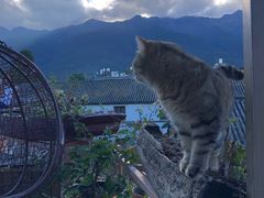 -喵屿·大理花园猫咖