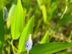 -洪湖生态旅游区