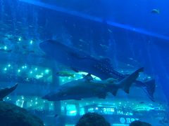 -成都浩海立方海洋公园