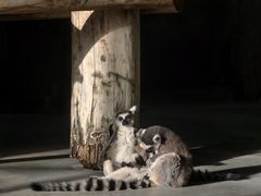 -太原动物园