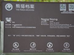 -都江堰中华大熊猫苑