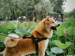 -静之湖度假区
