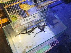 -青石桥花鸟鱼虫市场(叠翠城店)