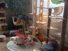 -东方名猫馆·英短金渐层布偶猫舍(环线广场1号楼店)