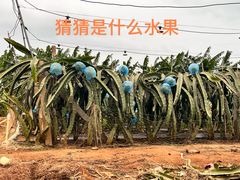 -硇洲岛旅游区