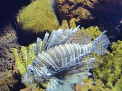 -上海海洋水族馆