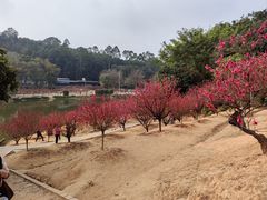 -南国桃园旅游度假区