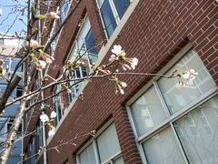 -上海市康健外国语实验中学