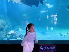 -烟台海昌鲸鲨海洋公园