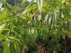 -桃源山庄·水蜜桃采摘·柴火鸡·烧烤团建(龙泉山店)