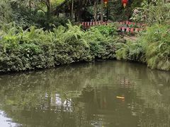 -海南热带野生动植物园
