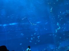 -南昌海洋公园