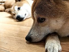 -是阿柴呀！柴犬咖啡·爱喵喵猫咖