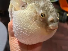 -肆月河豚·淮扬菜·湘菜(华天店)
