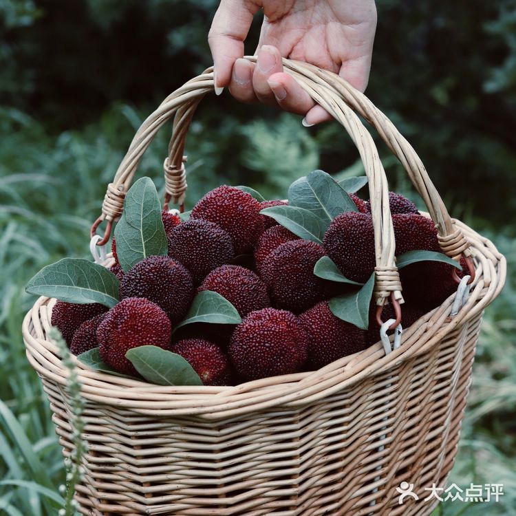 江浙沪周边游 | 又到杨梅季仙居杨梅熟了