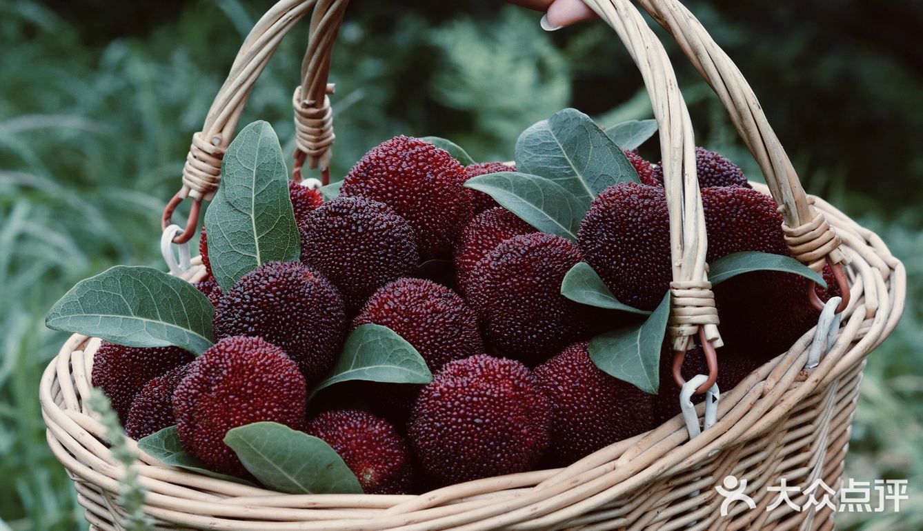 江浙沪周边游 | 又到杨梅季仙居杨梅熟了