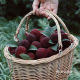 江浙沪周边游 | 又到杨梅季仙居杨梅熟了