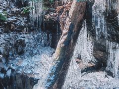 -天目山自然保护区