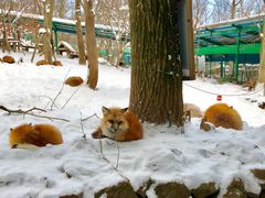 -宫城藏王狐狸村