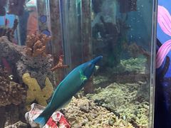 -太平洋海底世界