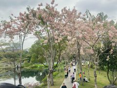 -四海公园(南山区)
