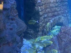 -烟台海昌鲸鲨海洋公园