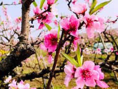 -南汇桃花村